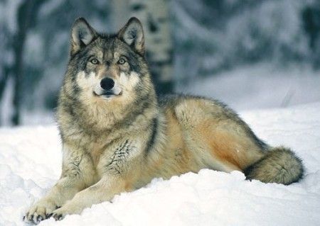 farkas-450x319.jpg